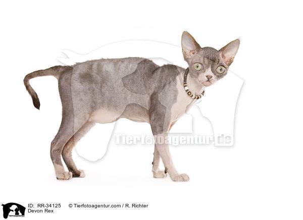 Devon Rex / Devon Rex / RR-34125