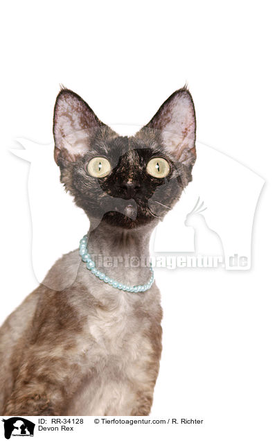 Devon Rex / RR-34128