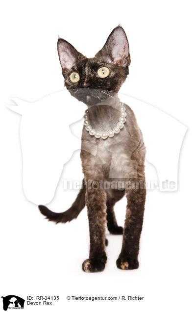Devon Rex / RR-34135