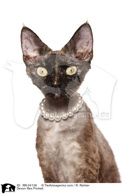 Devon Rex Portrait / Devon Rex Portrait / RR-34138