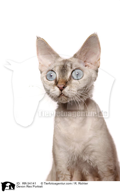 Devon Rex Portrait / RR-34141
