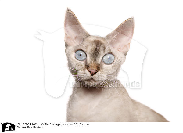 Devon Rex Portrait / RR-34142
