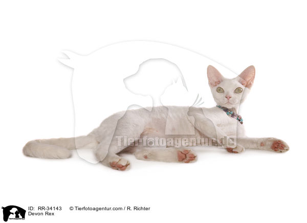 Devon Rex / RR-34143