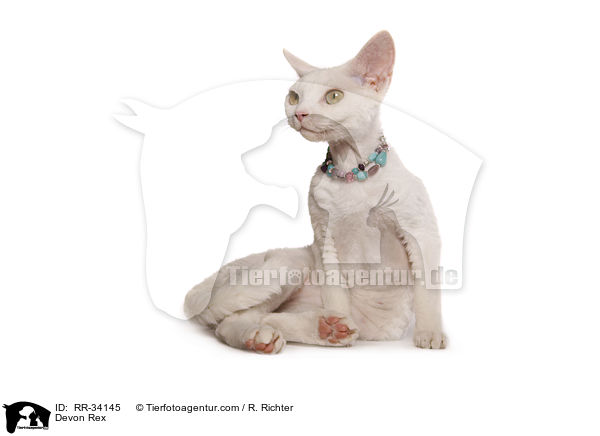 Devon Rex / RR-34145