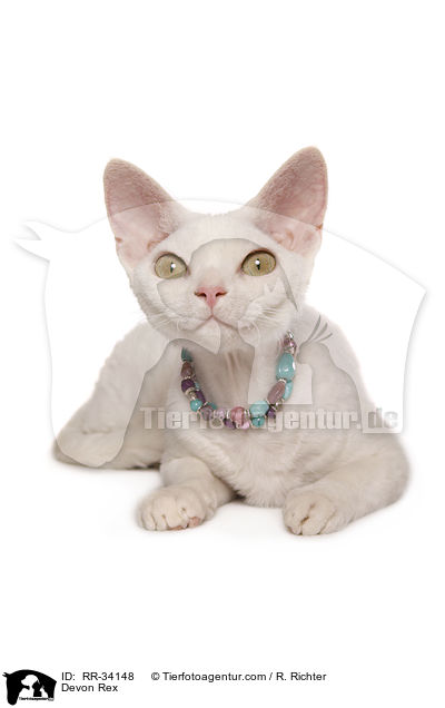 Devon Rex / RR-34148