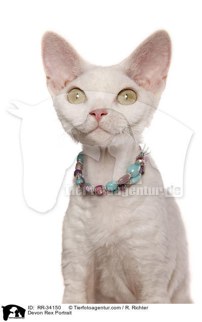 Devon Rex Portrait / RR-34150