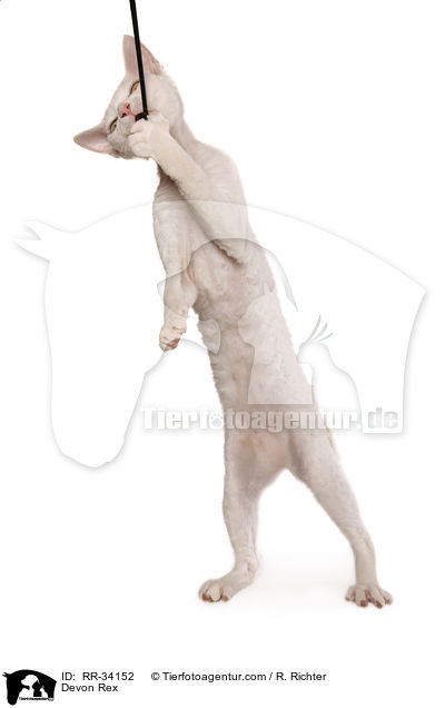 Devon Rex / RR-34152