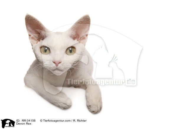 Devon Rex / RR-34156