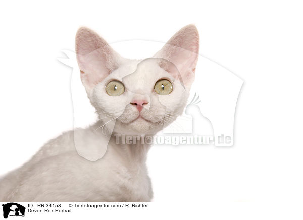 Devon Rex Portrait / RR-34158