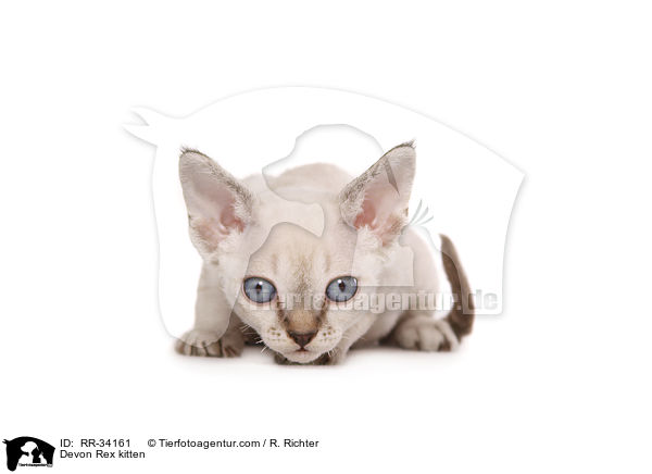 Devon Rex Ktzchen / Devon Rex kitten / RR-34161