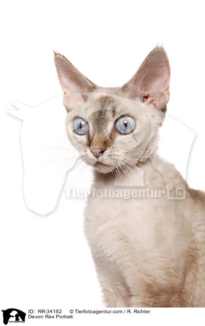 Devon Rex Portrait / RR-34162