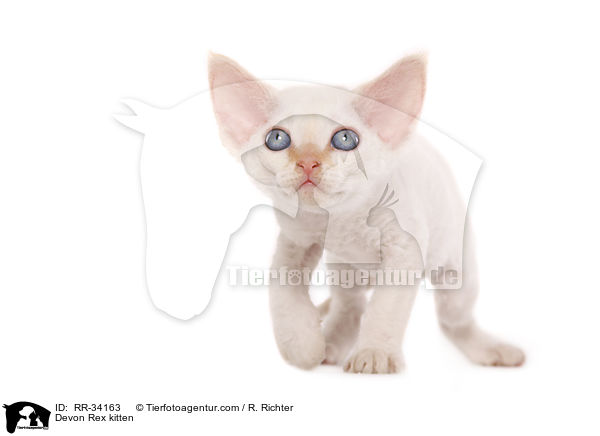 Devon Rex kitten / RR-34163
