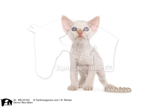 Devon Rex kitten / RR-34164