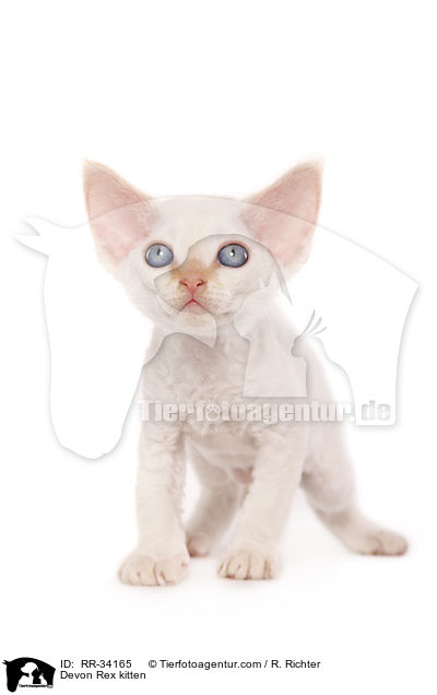 Devon Rex kitten / RR-34165