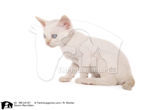 Devon Rex kitten / RR-34167