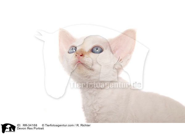 Devon Rex Portrait / RR-34168