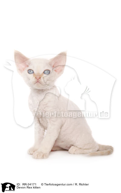 Devon Rex kitten / RR-34171