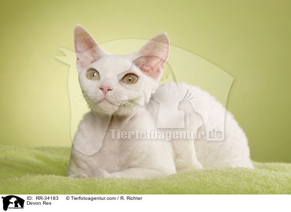 Devon Rex / RR-34183