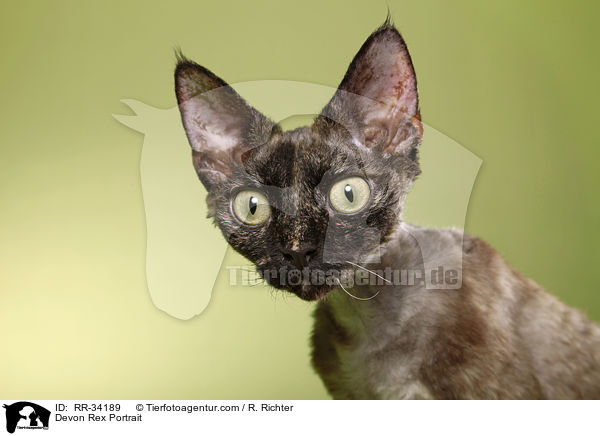 Devon Rex Portrait / RR-34189