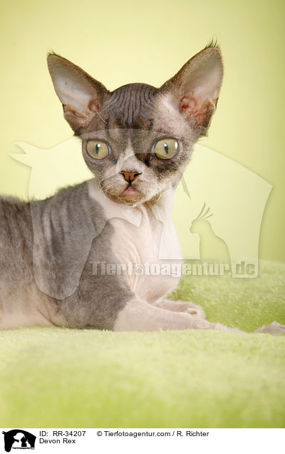 Devon Rex / Devon Rex / RR-34207