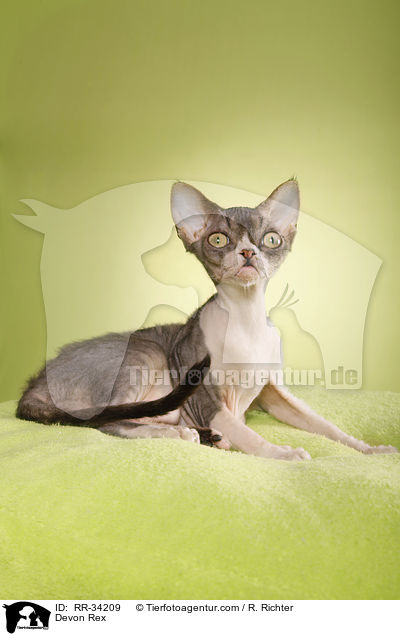 Devon Rex / Devon Rex / RR-34209