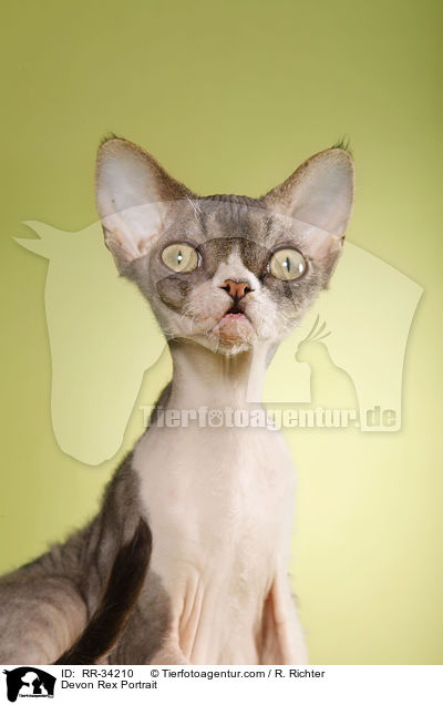 Devon Rex Portrait / Devon Rex Portrait / RR-34210