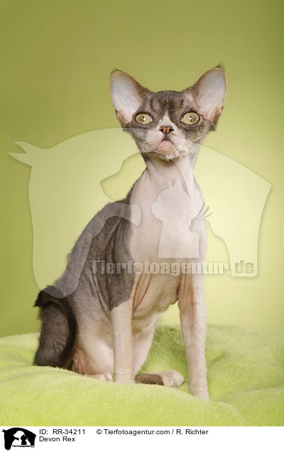 Devon Rex / Devon Rex / RR-34211