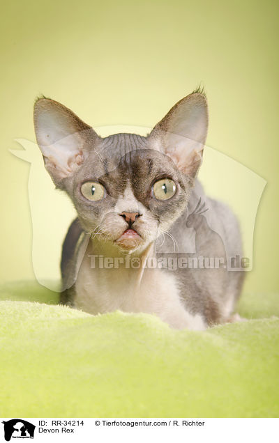 Devon Rex / Devon Rex / RR-34214
