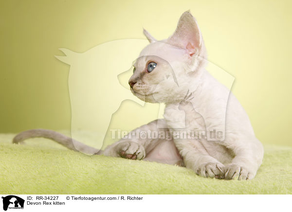 Devon Rex kitten / RR-34227