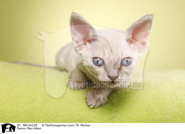 Devon Rex Ktzchen / Devon Rex kitten / RR-34229