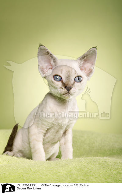 Devon Rex Ktzchen / Devon Rex kitten / RR-34231
