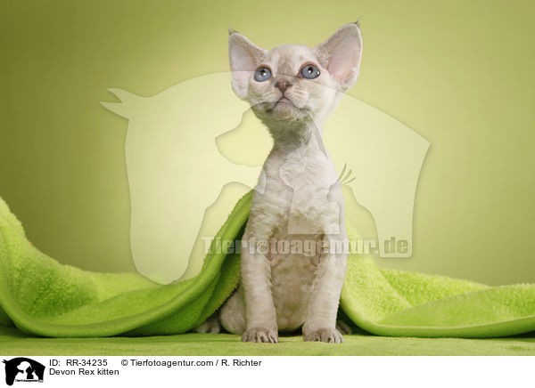 Devon Rex kitten / RR-34235