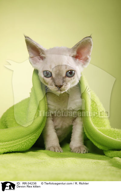 Devon Rex kitten / RR-34236