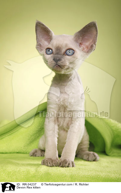 Devon Rex kitten / RR-34237