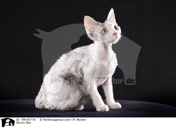 Devon Rex / RR-40718