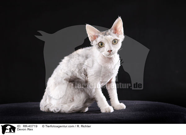 Devon Rex / RR-40719