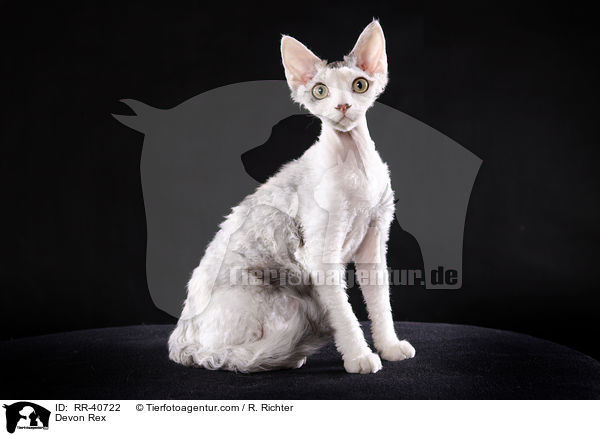 Devon Rex / RR-40722
