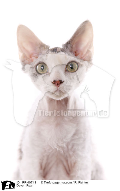 Devon Rex / RR-40743