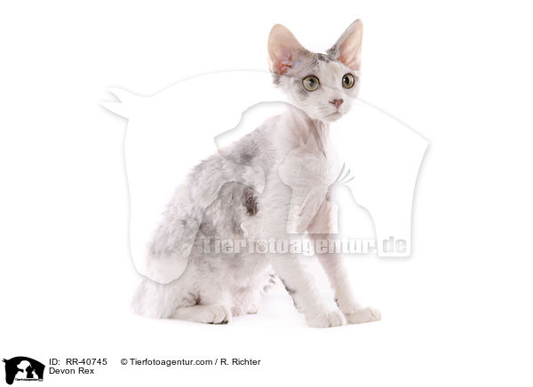 Devon Rex / RR-40745