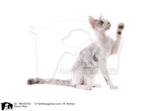Devon Rex / RR-40753