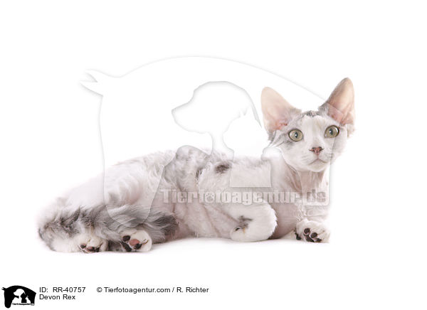 Devon Rex / RR-40757