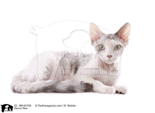 Devon Rex / Devon Rex / RR-40758