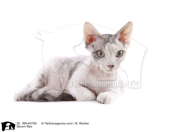 Devon Rex / RR-40759