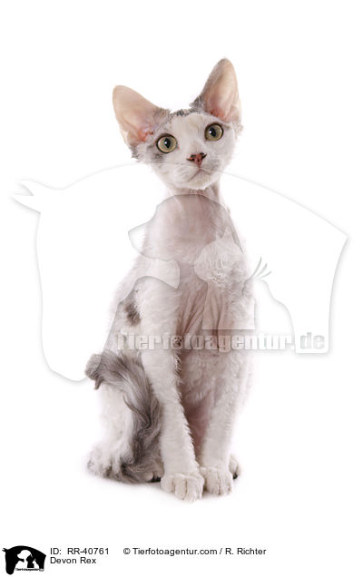 Devon Rex / RR-40761