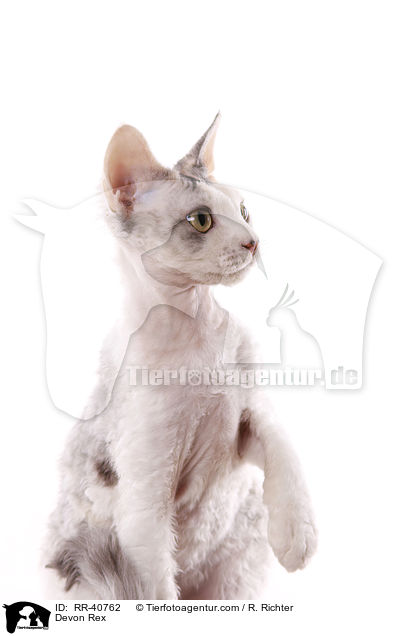 Devon Rex / RR-40762