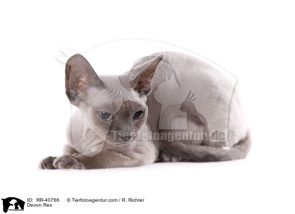 Devon Rex / RR-40766