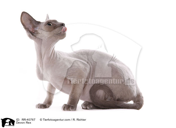 Devon Rex / RR-40767