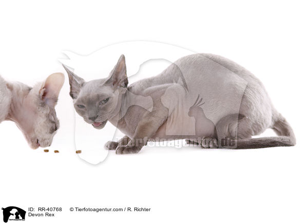 Devon Rex / RR-40768