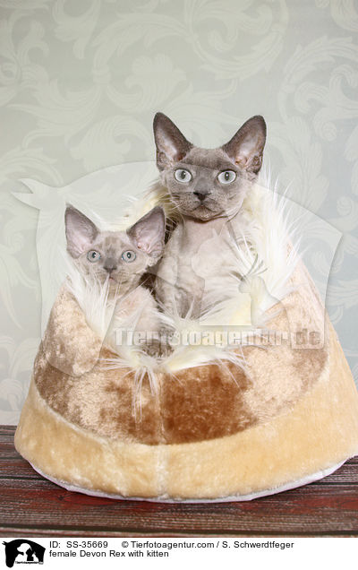 female Devon Rex with kitten / SS-35669