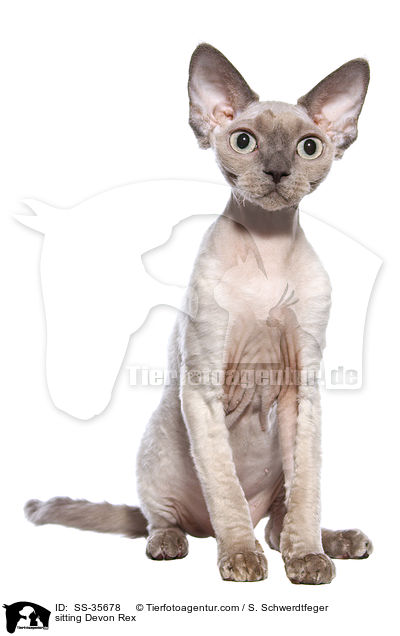 sitzende Devon Rex / sitting Devon Rex / SS-35678